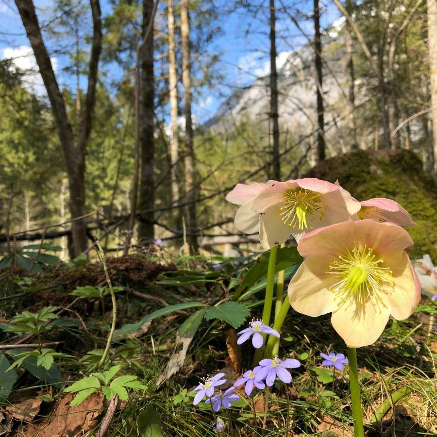 Landhaus Lilly Obertraun Buitenkant foto